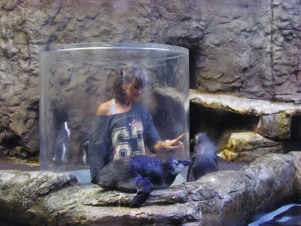 Crystal enjoys getting close up to a group of penguins.