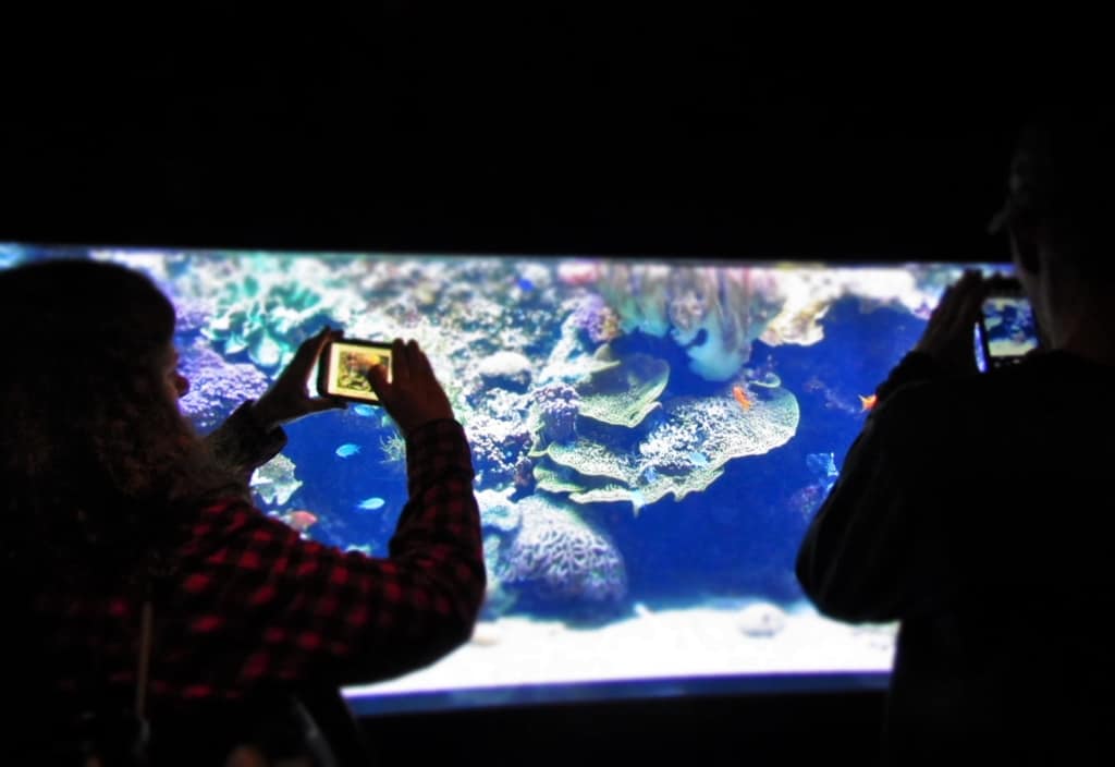 Visitors take pictures of exhibits with cameras and cell phones.
