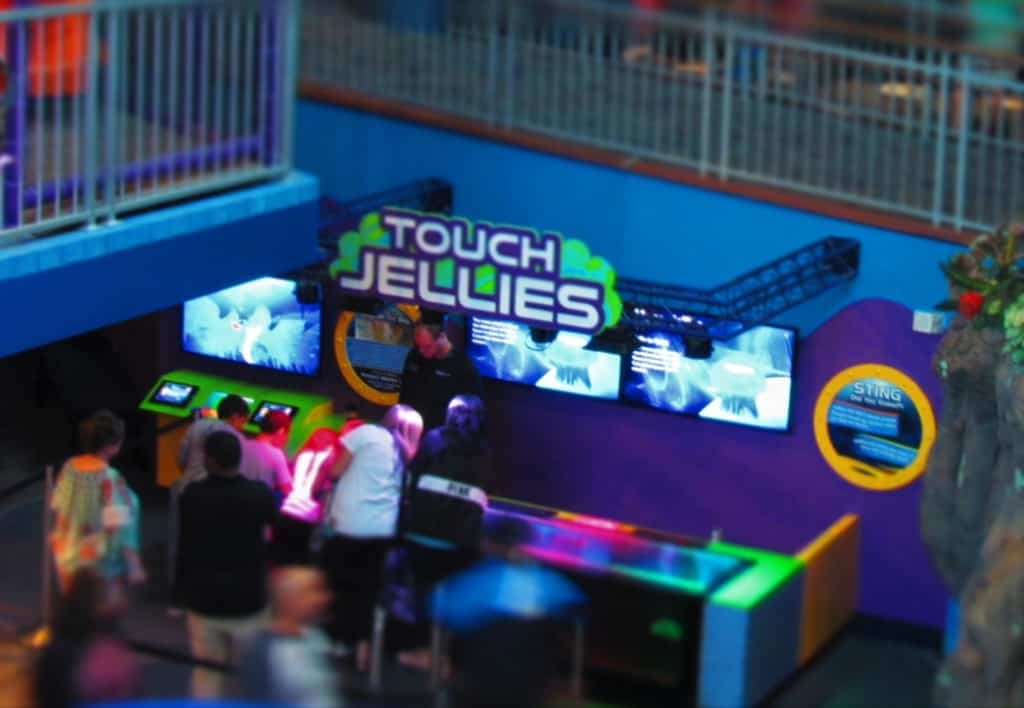 The Touch Jelly exhibit is a chance to pet a creature that is almost magical.