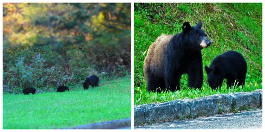 Seeing black near in the Smoky Mountains is not rare, but many visitors miss out on the experience. 