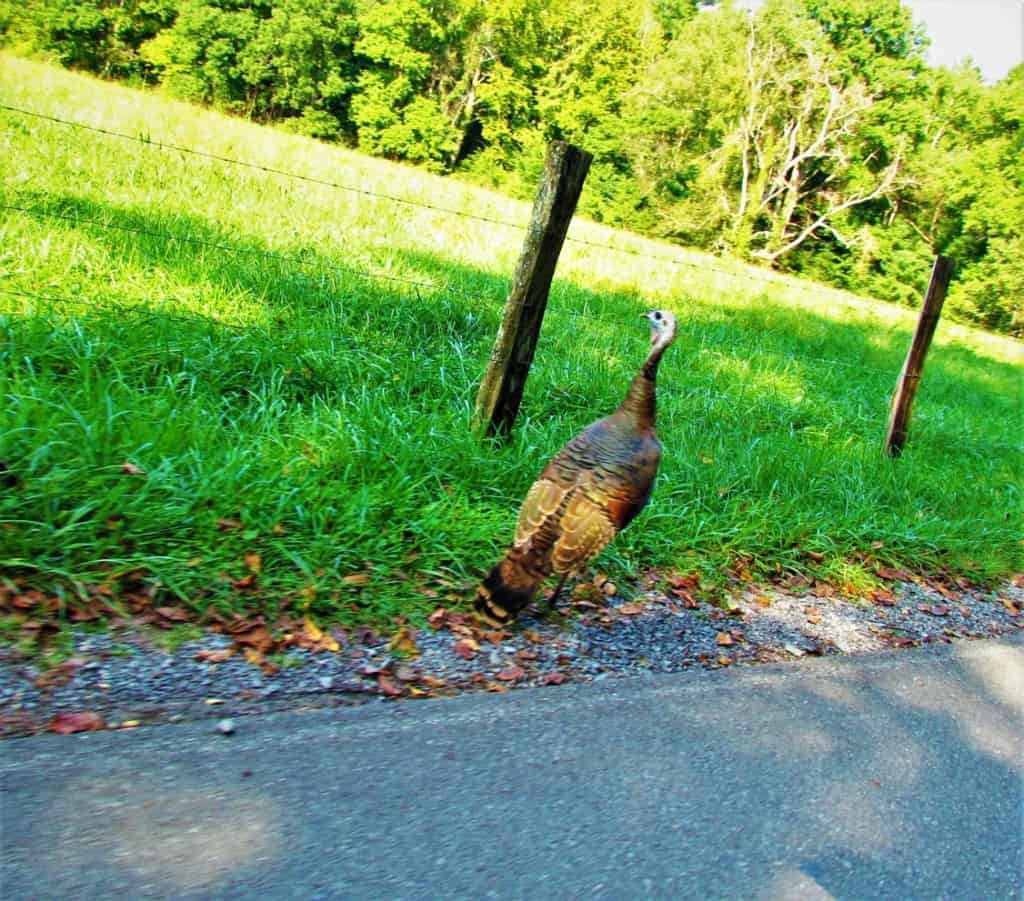 A wild turkey struts along the roadside on the Cades Cove Loop Road in the Great Smoky Mountain National Park. 