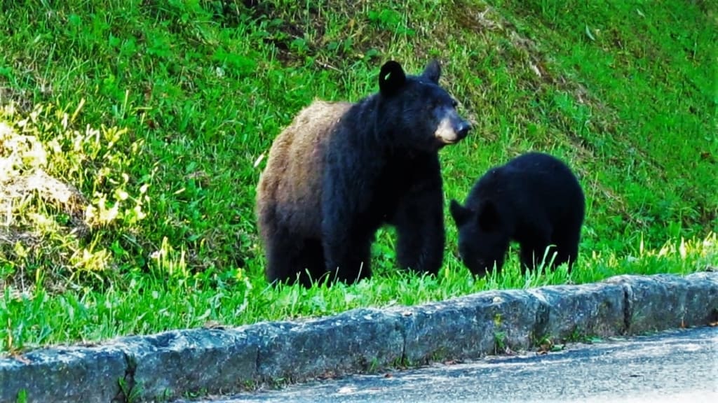 Black bears are an added treat for visitors to the Smoky Mountains. 