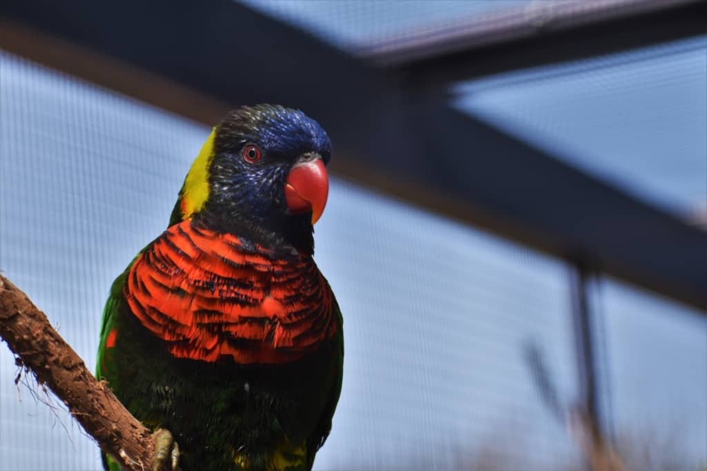 Lorikeets are beautifully decorated birds.