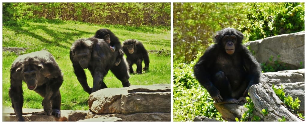 We watched as the chimpanzees moved toward us for a snack. 