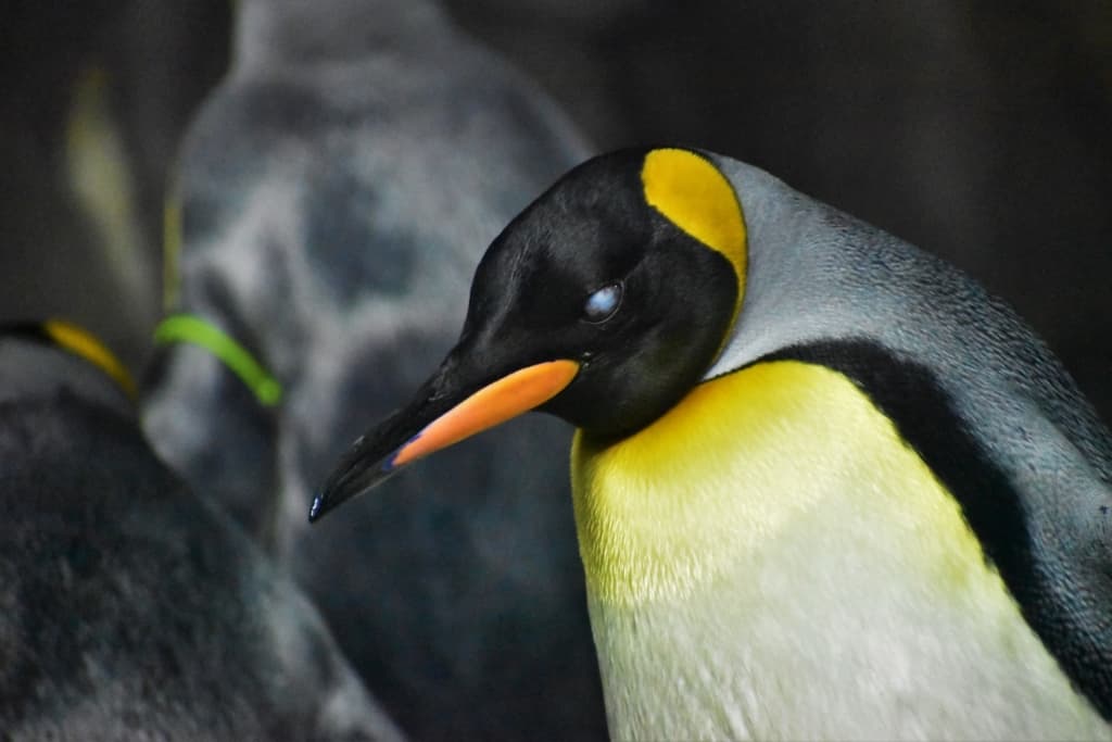 Taking a fresh look at the Kansas City Zoo included a visit to the penguin exhibit. 