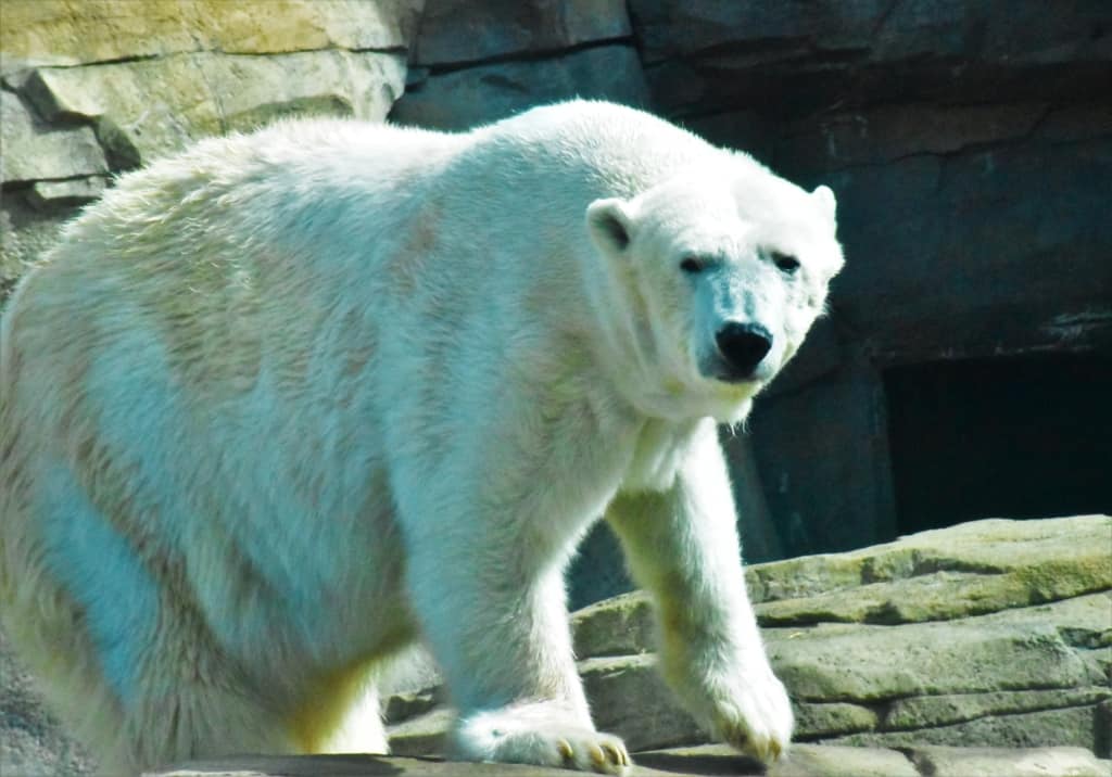 The polar bear was lively on the day we visited. 