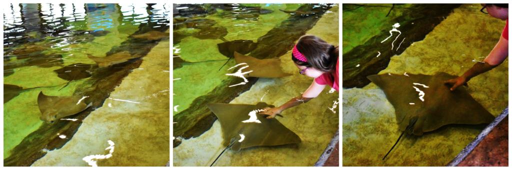 The stingray exhibit gives visitors a chance to touch these water loving creatures. 