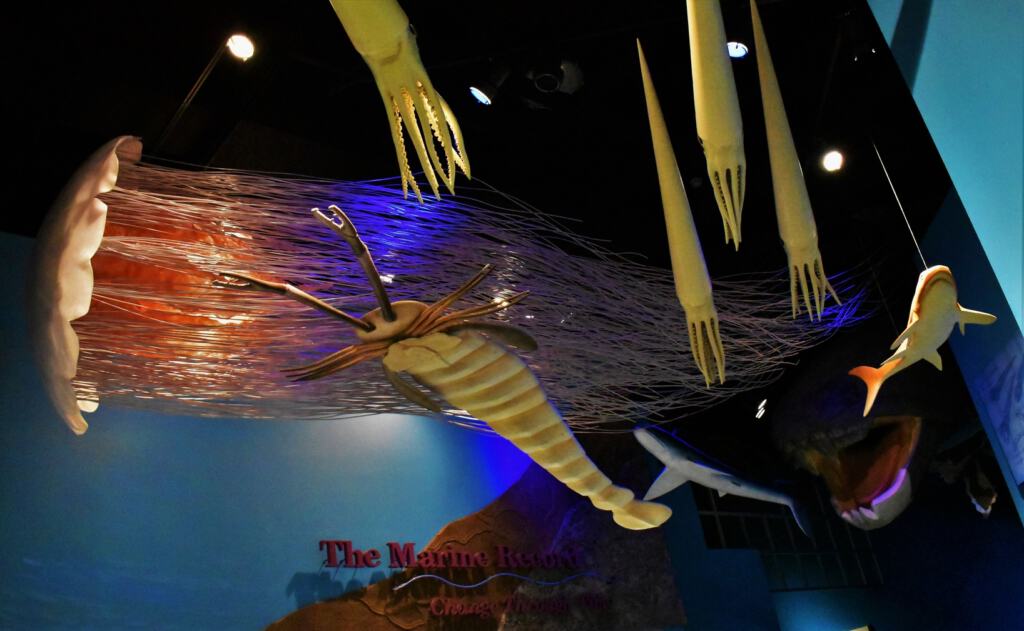 The illinois State Museum highlights some of the amazing sea creatures that once occupied the ocean.