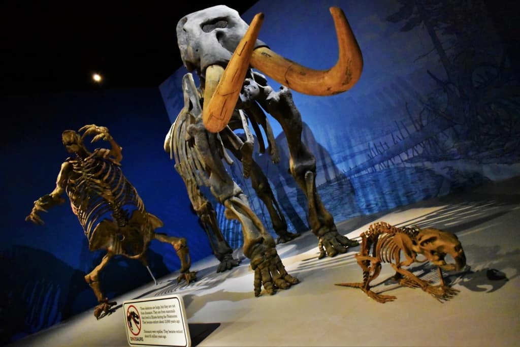 Skeletal remains show visitors just how large the early mammals were in Illinois. 