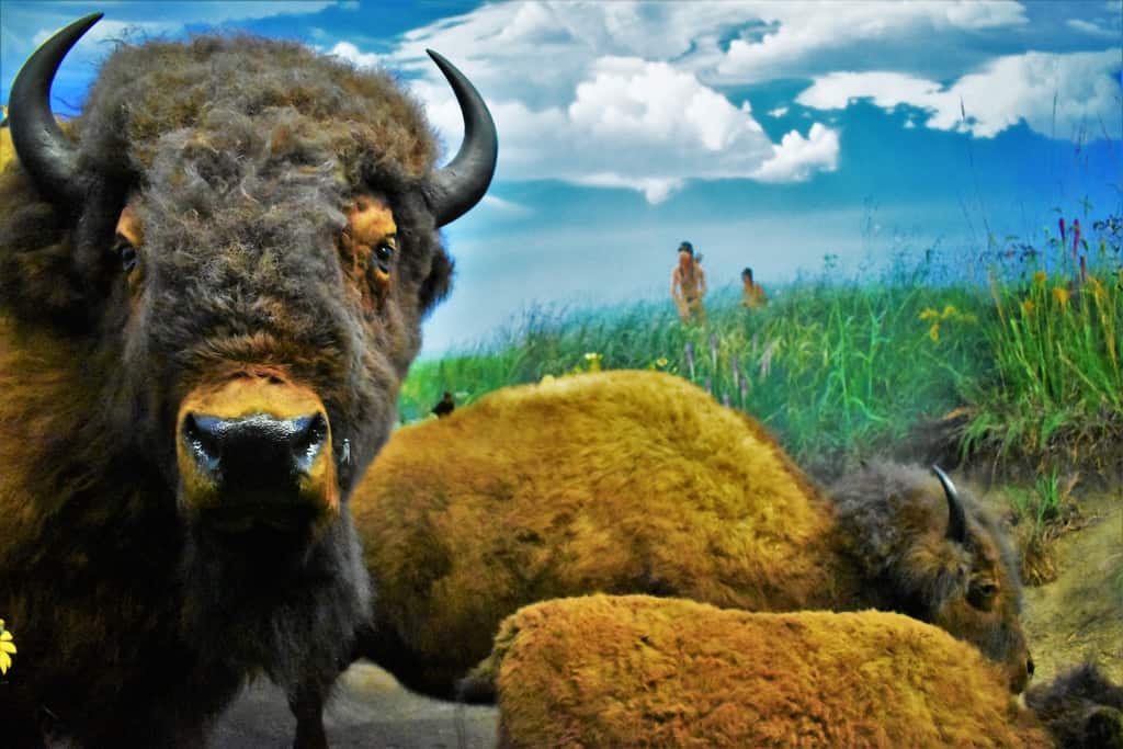 Buffalo were common creatures in the Illinois region during the days of Native Indian tribes.