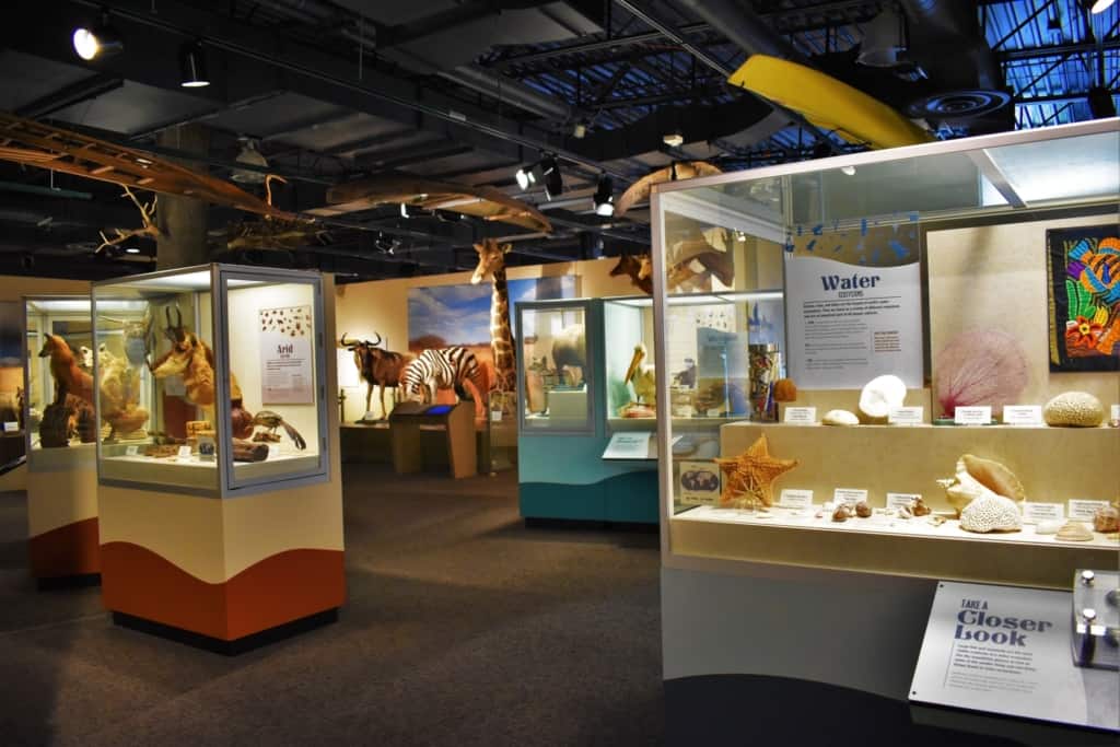 The second floor has an interesting exhibit that showcases various ecosystem zones found around the globe.