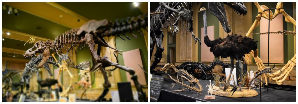The Dinosaur Discovery Center shows guests the connection between dinosaurs and birds.