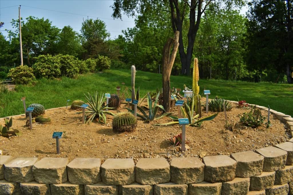 We loved discovering that cacti will grow even in the wild winter weather of the Midwest. 