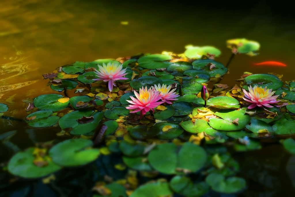 A water lily brings beauty to the landscape of the Amarillo Botanical Gardens, in Amarillo, Texas.