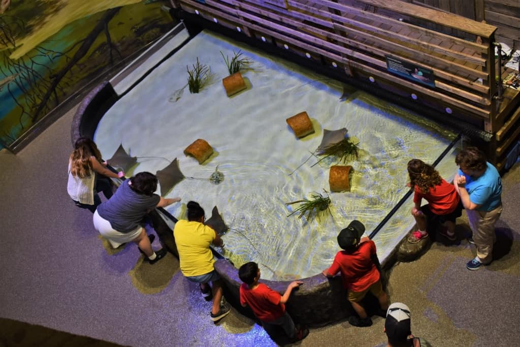 As we explored the exhibits about nature's highway, we came to a touch tank filled with stingrays. 