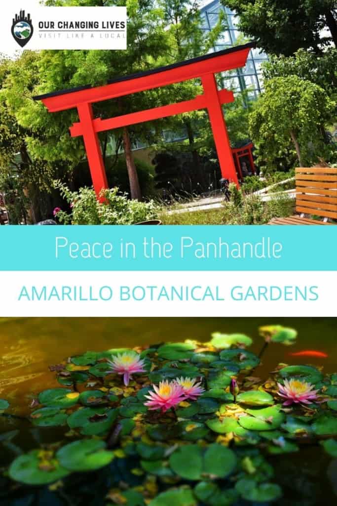 Peace in the Panhandle-Amarillo Botanical Gardens-flowers-koi pond-water lilies-attraction