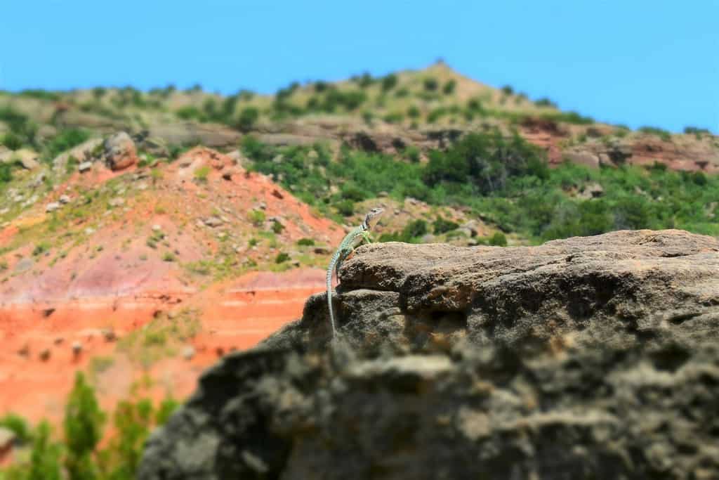 A local resident of the canyon poses for a photo, as it basks in the hot summer sun.