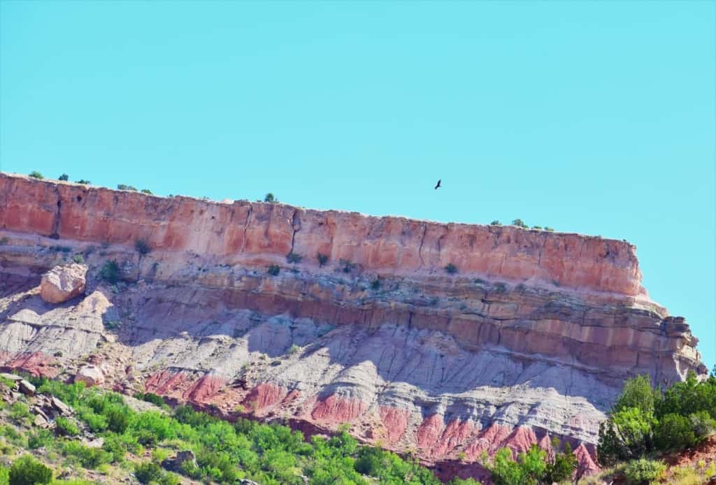 A raptor circles over a ridge in the canyon.