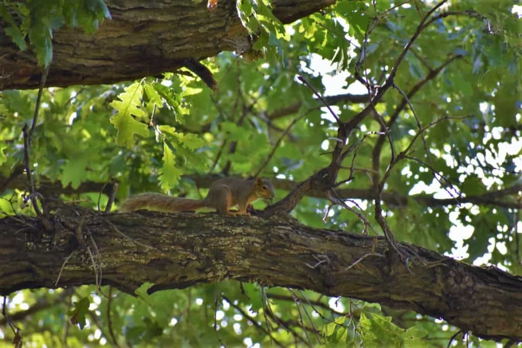 A common red squirrel looks on as we scan the canopy in search of black squirrels. 