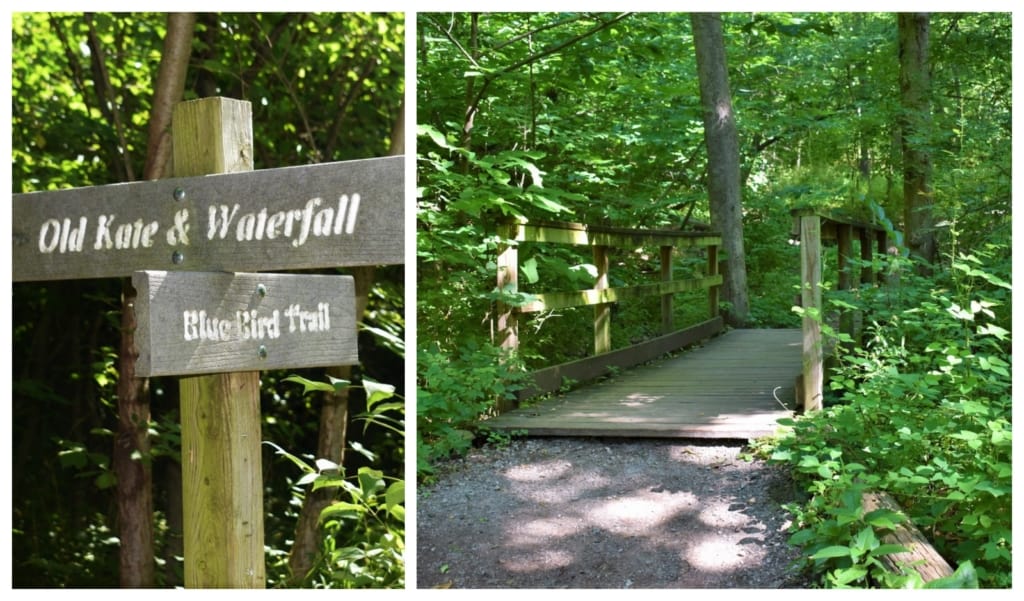 With a limited amount of time at the Parkville Nature Sanctuary, we chose to hike only one path. 