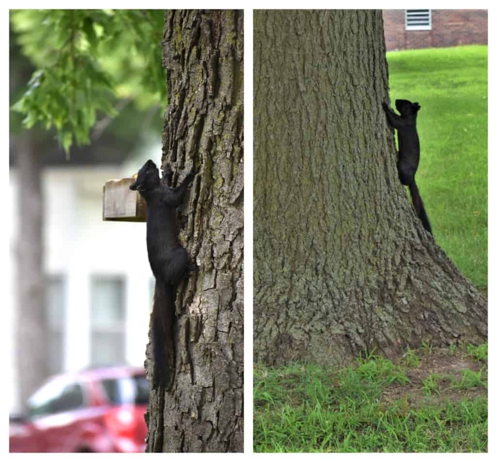 Our first black squirrel sightings had us giddy with excitement. 