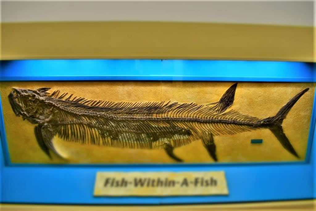 The fish with in a fish fossil is one of the most famous found at the Sternberg Museum. 