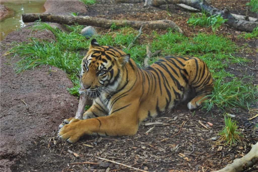 A Sumatran Tiger gnaws on a bone that was left over form its lunch. 