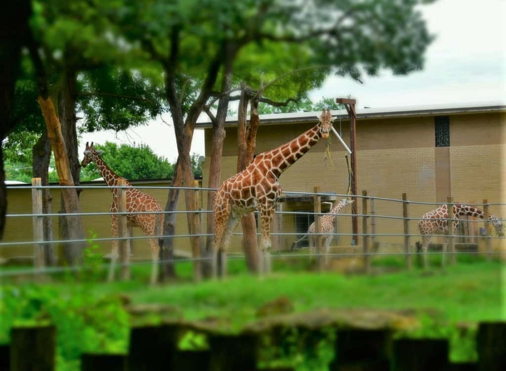 Meal time at the zoo includes plenty of hay for the giraffes. 