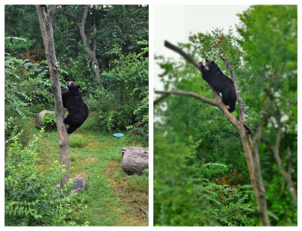 One of the black bears climbs a tree for a better view. 