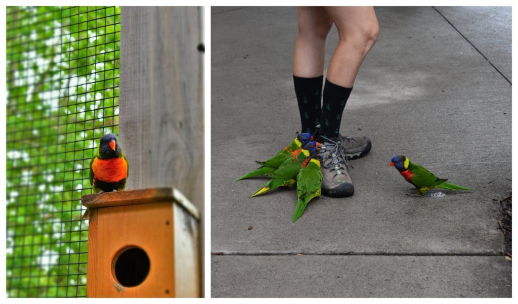 The brightly colored Lorikeets are playful and loud.