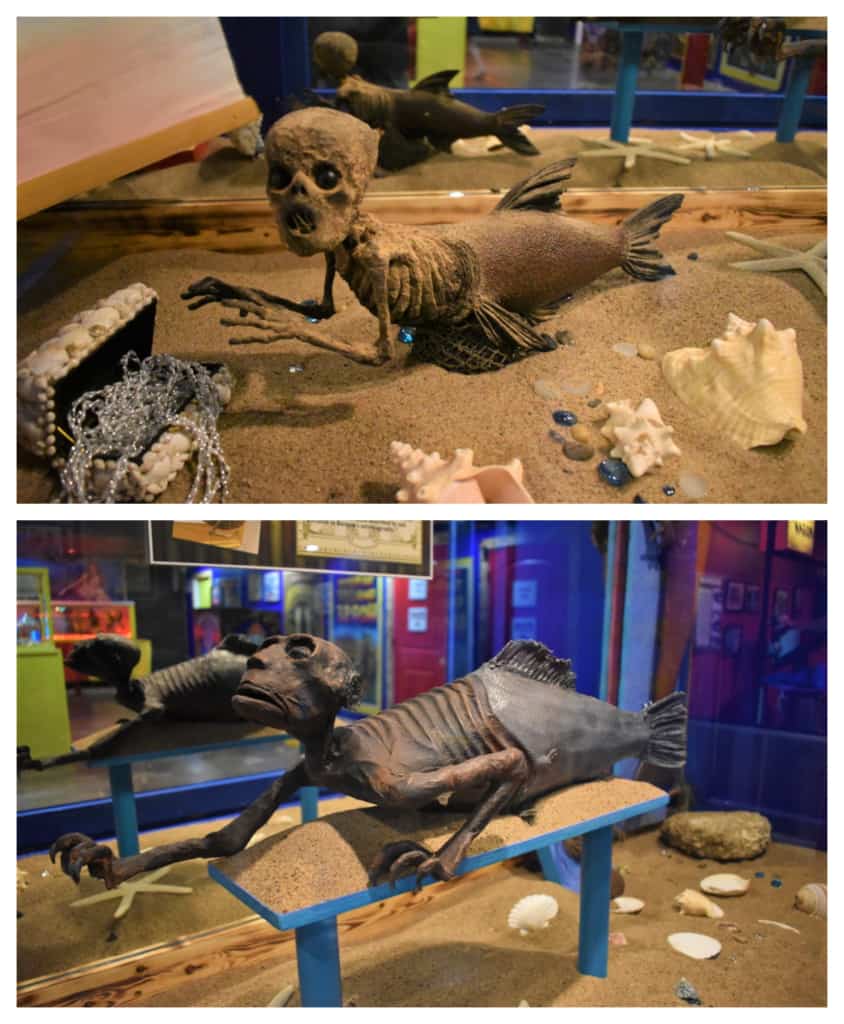 Inventive taxidermy is displayed with the assortment of mermaid creations on display at the Uranus Sideshow Museum. 