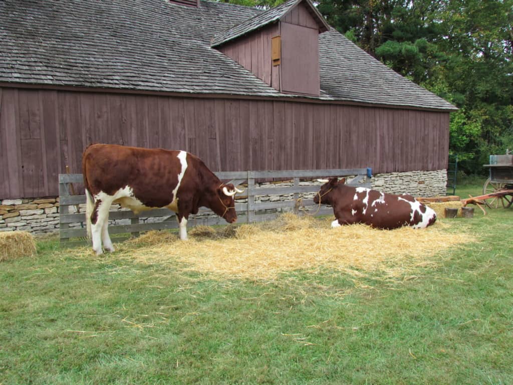 A team of oxen take a break to nibble on some hay. 