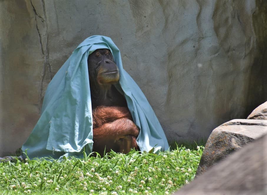 A young orangutan plays hide-and-seek with the crowd. 