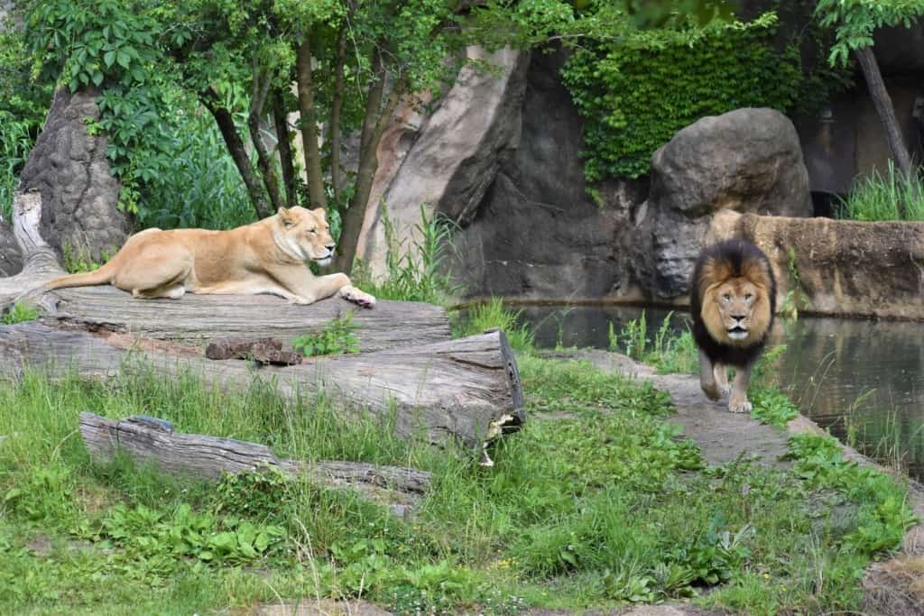 A pair of lions keep watchful eyes on visitors at the Memphis Zoo. 