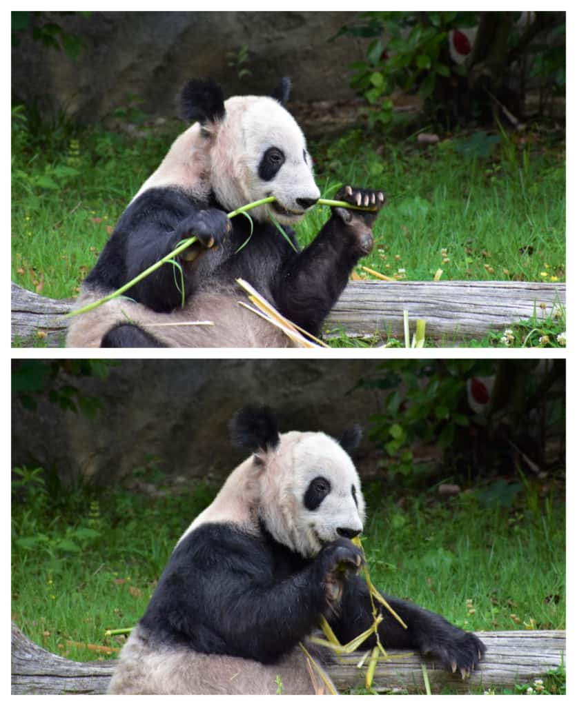 We enjoyed watching the giant panda munching on bamboo in the Memphis Zoo. 
