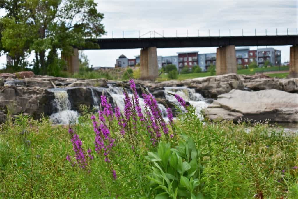 The beauty of native plants is accented by the waterfalls. 