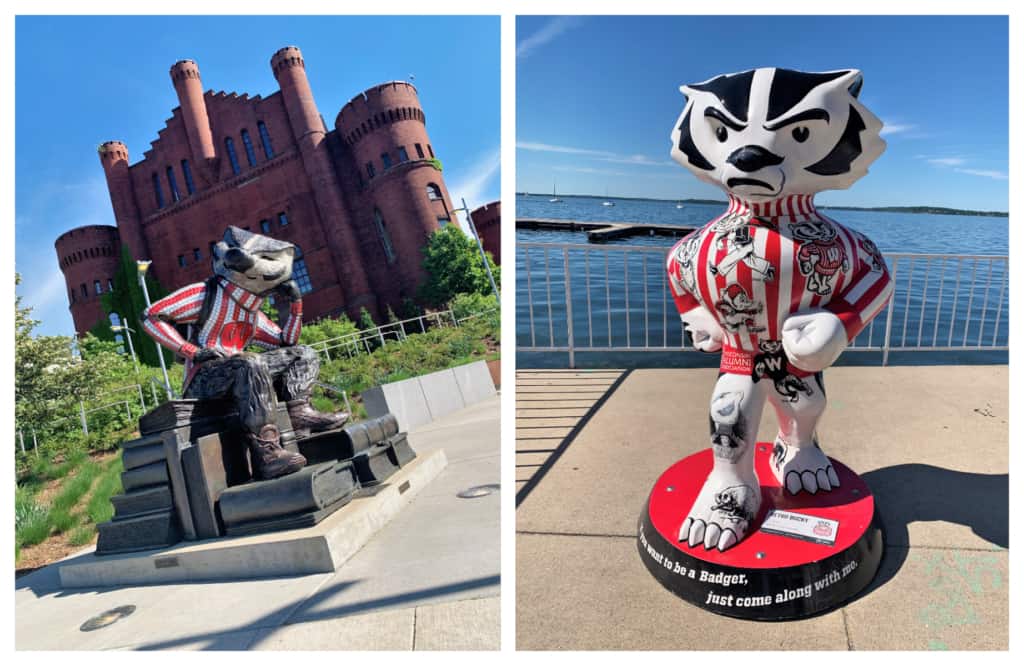 The badger is the iconic mascot for the University of Wisconsin-Madison. 
