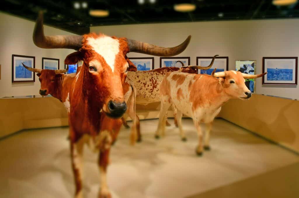 A few longhorns stand guard at Cattle Raisers Museum.
