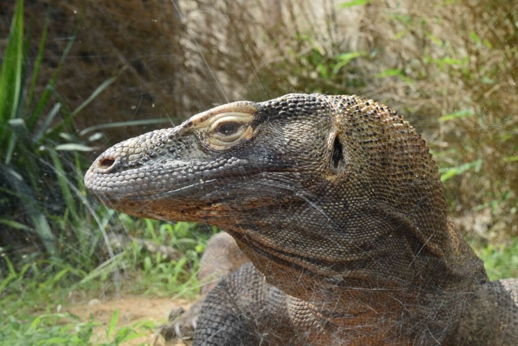 A Komodo Dragon soaks up the sunshine at the Fort Worth Zoo.