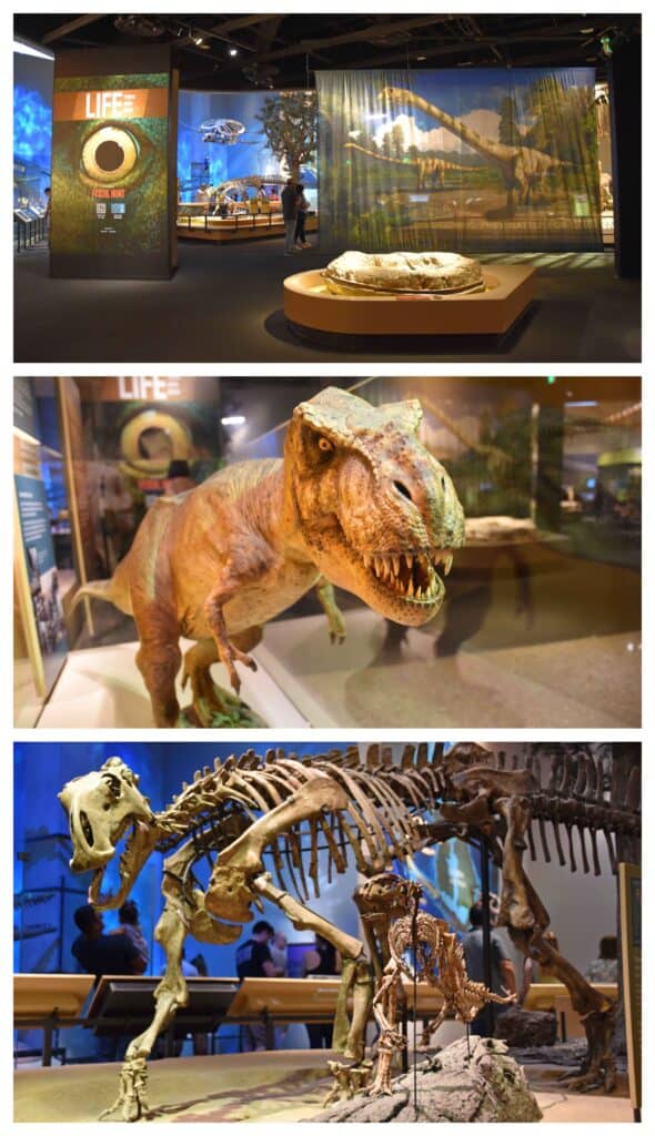My love for dinosuars was a large part of why we visited the Perot Museum during our one day in Dallas.