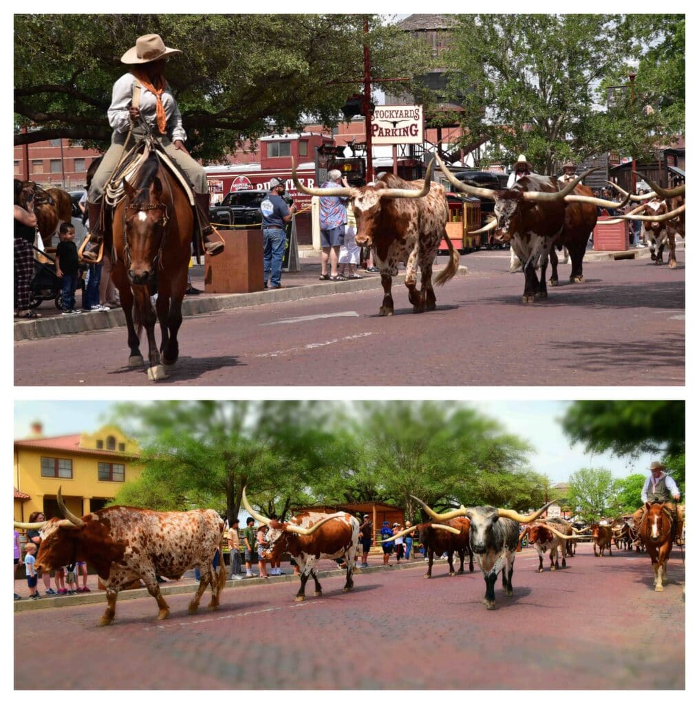 Be sure to catch one of the daily cattle drives.