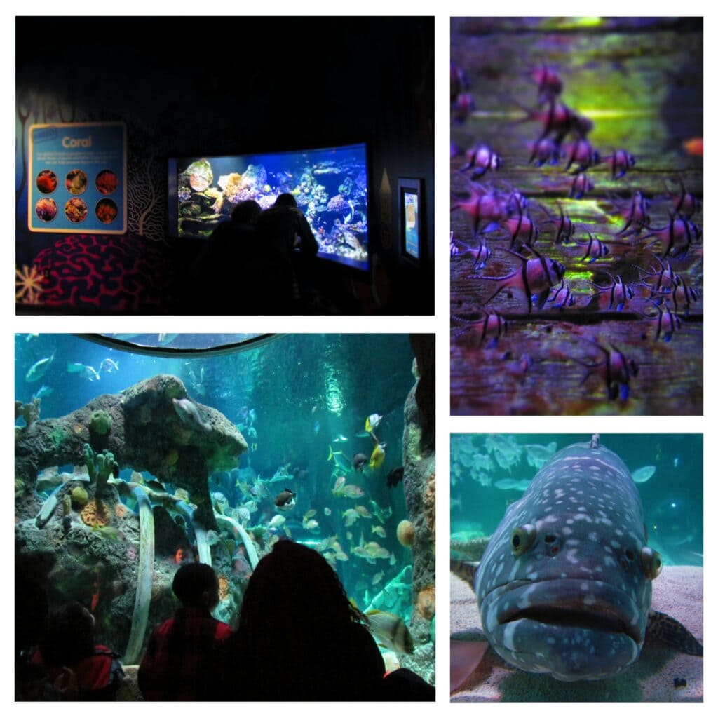 We enjoyed seeing Sea Life in the heart of the Midwest.