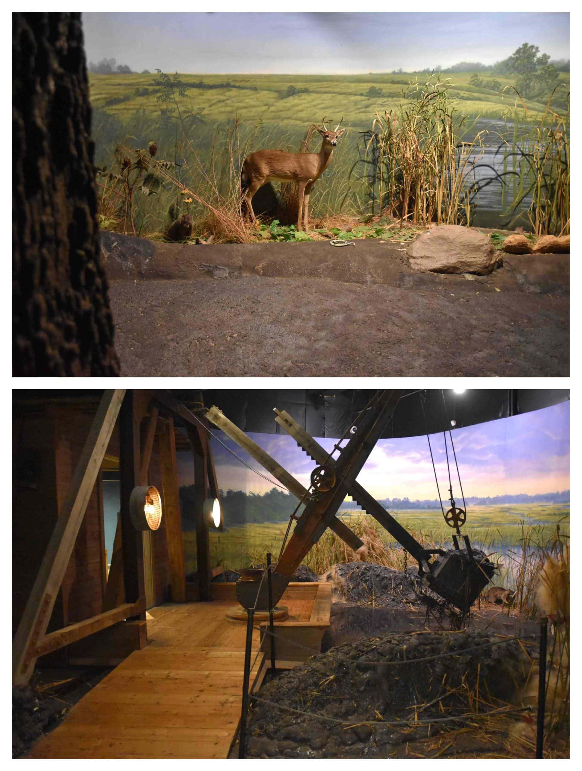 The Draining the Swamp exhibit shows the environmental impacts.