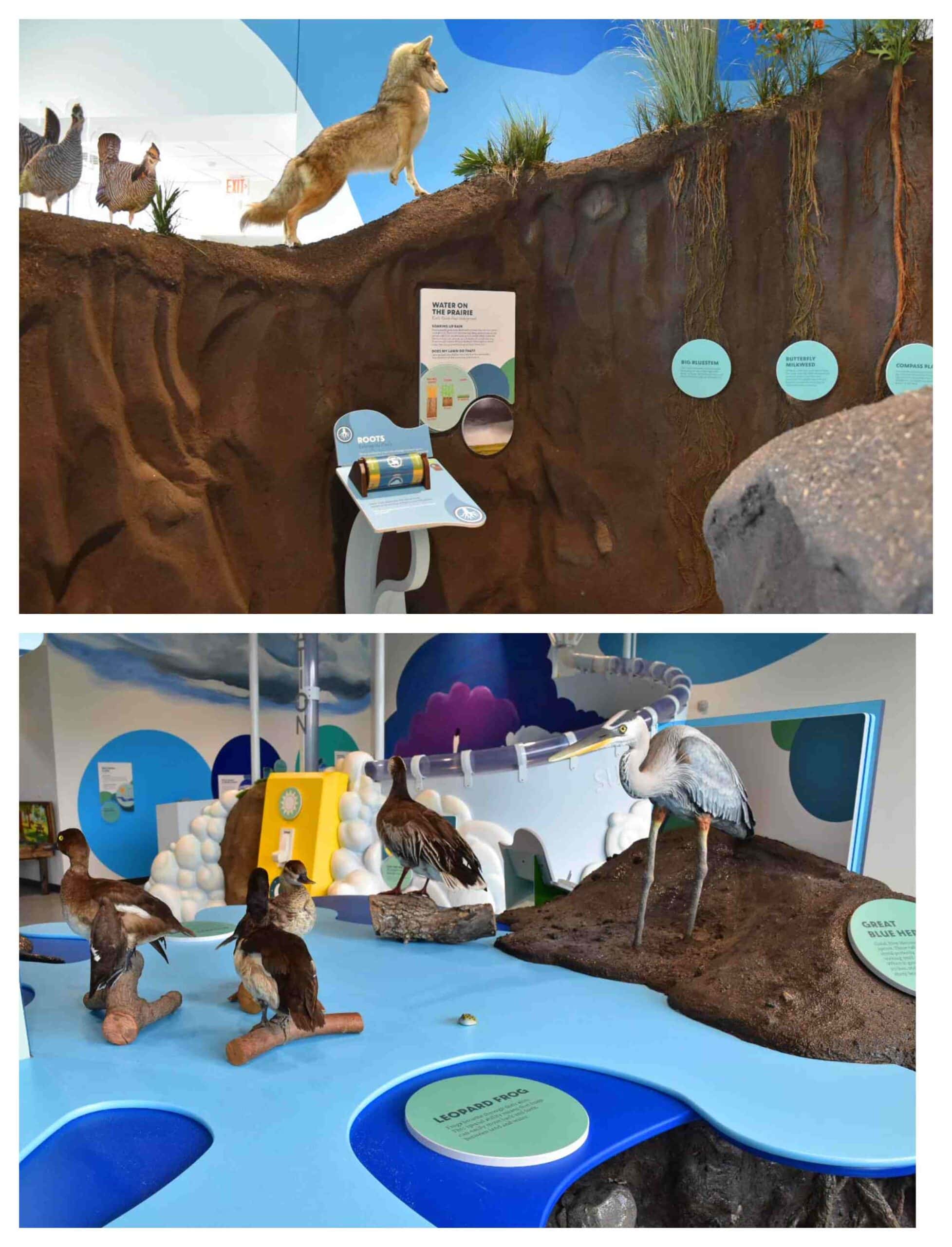 You will find an assortment of native wildlife on display.