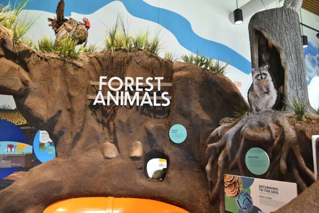 An exhibit at the Rivers Edge Discovery Center shows how forest animals are impacted by water.
