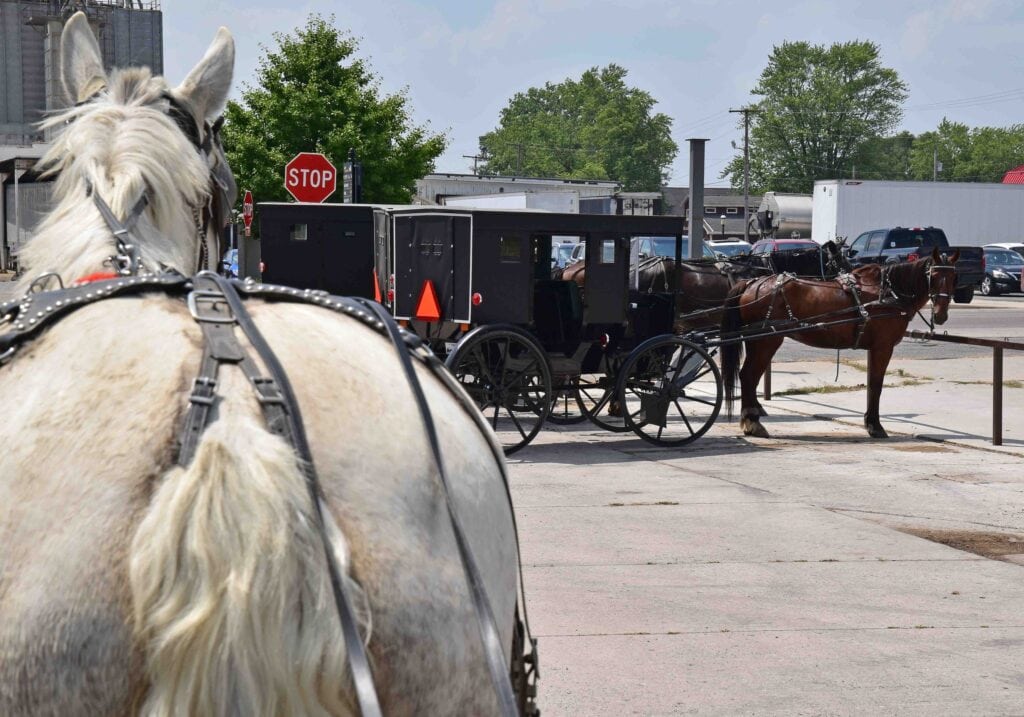 The horses all seemed to be familiar with one another.