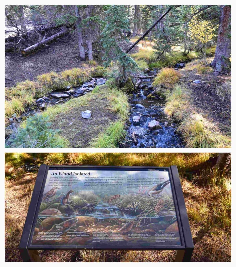 The unique ecosystem that has been created within the Great Basin.
