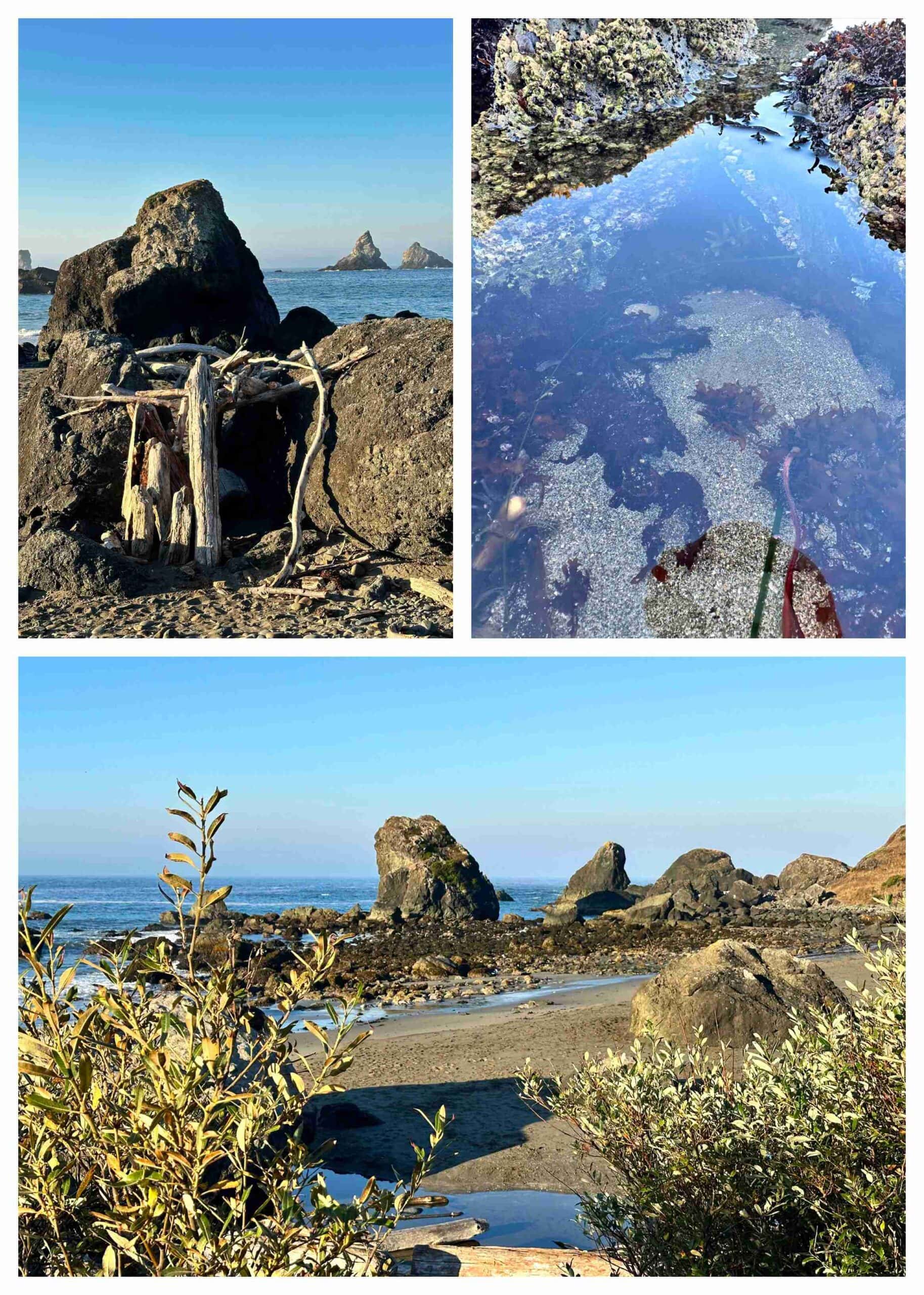 Exploring tide pools offered us an opportunity we had never experienced.