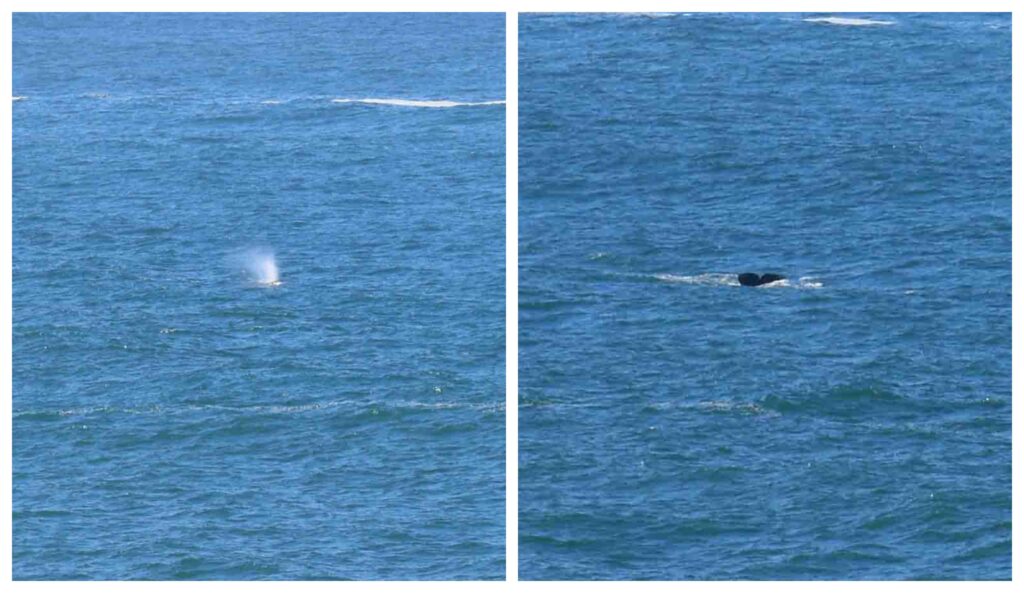 Spotting gray whales at Depoe Bay was a highlight of our Oregon Coast Road Trip.