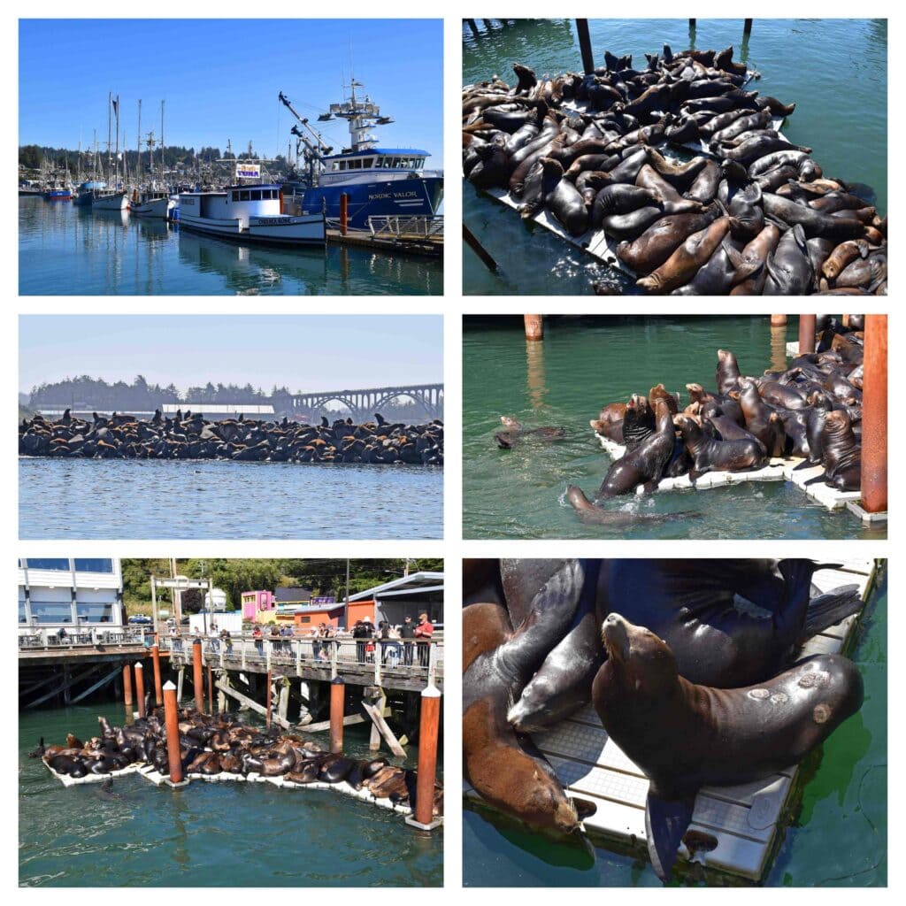 Barking seal lions dominate the landscape in Newport, Oregon.